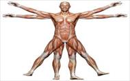 پاورپوینت نیازهای حرکت (35 اسلاید) - عضلات
